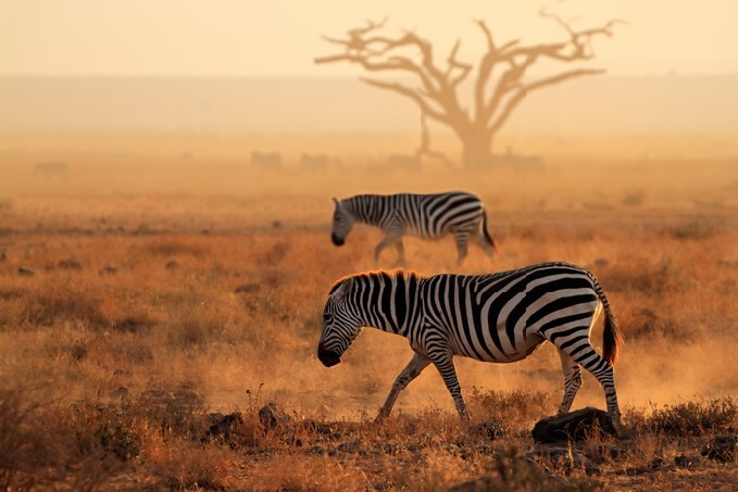 Plains zebras (Equus burchelli) walking on dusty plains, Amboseli National Park, Kenya